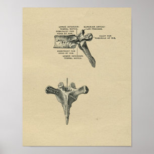 Human Vertebrae Anatomy 1902 Vintage Print