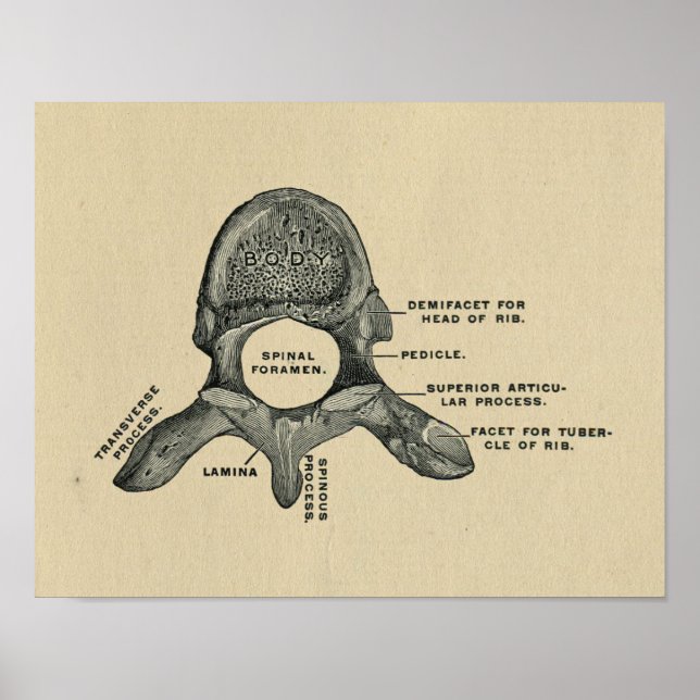 Human Vertebrae Anatomy 1902 Vintage Print (Front)