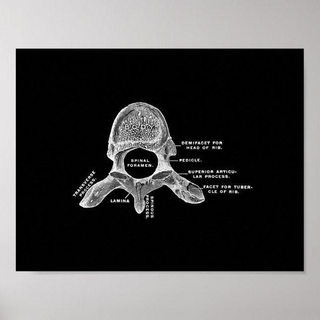 Human Vertebrae Anatomy in Black and White Print (Front)