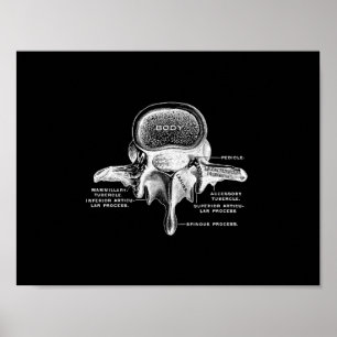 Human Vertebrae Anatomy in Black and White Print