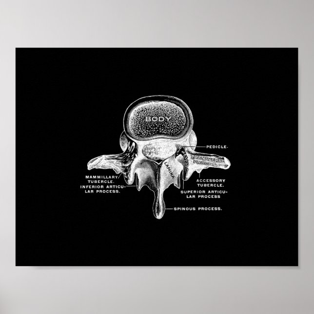 Human Vertebrae Anatomy in Black and White Print (Front)