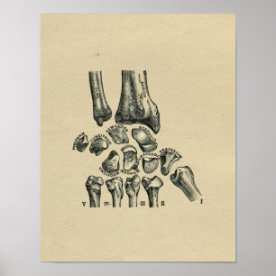 Human Wrist Anatomy 1902 Vintage Print