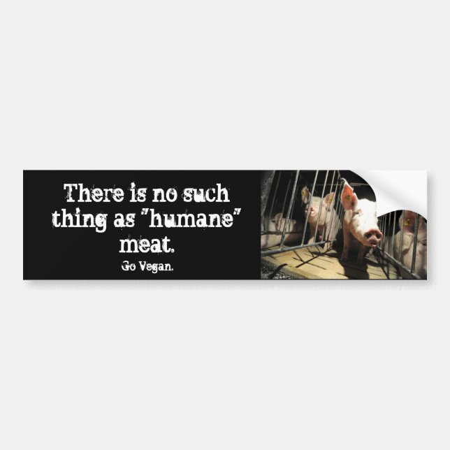 Humane myth pigs bumper sticker (Front)