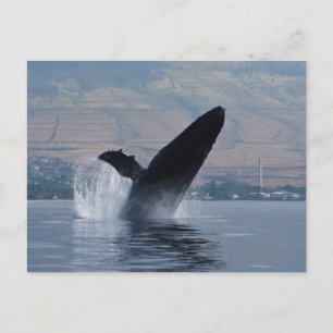 humback whale breaching postcard
