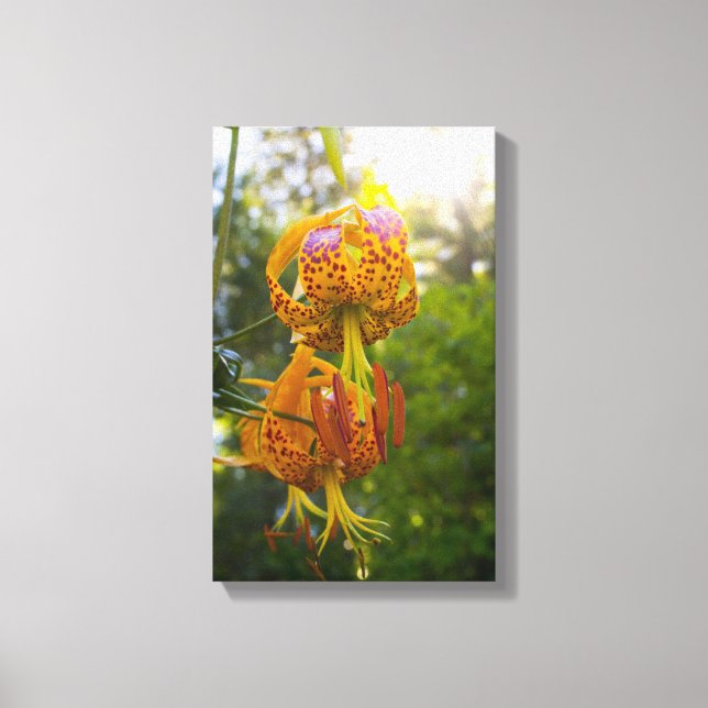 Humboldt Lily Canvas Print (Front)