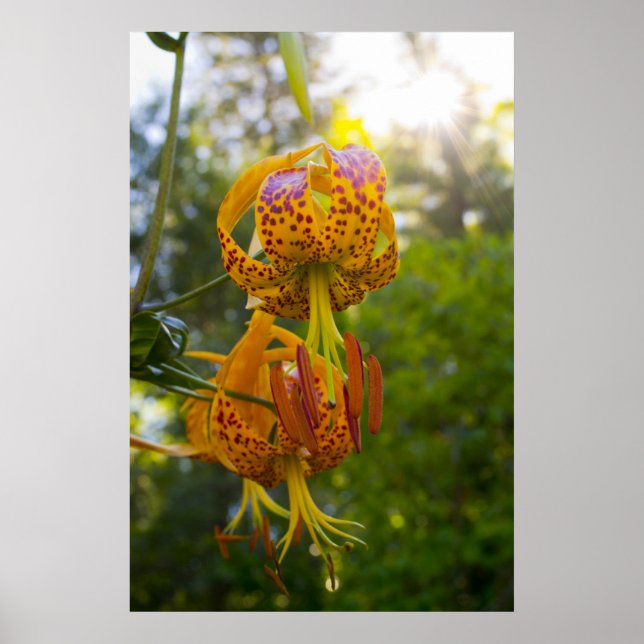 Humboldt Lily Poster (Front)