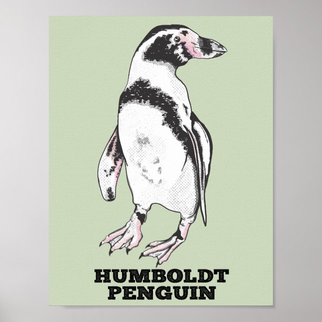 Humboldt penguin poster (Front)