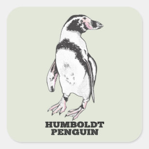 Humboldt penguin square sticker