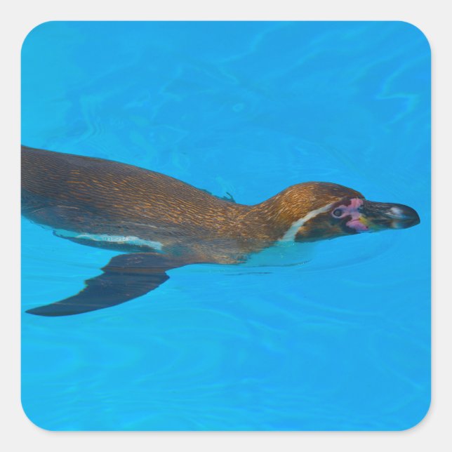 Humboldt penguin swimming square sticker (Front)