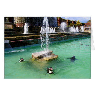 Humboldt penguins and fountains