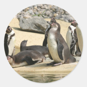 Humboldt Penguins Classic Round Sticker