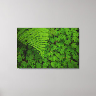 Humboldt Redwoods State Park Canvas Print