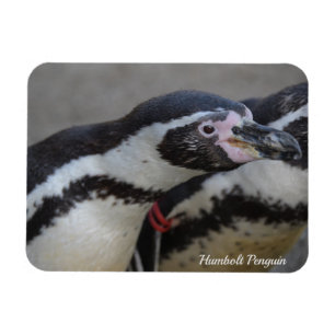 Humbolt Penguin at Drusillas Zoo in East Sussex Magnet