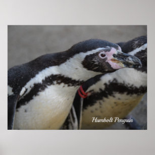 Humbolt Penguin at Drusillas Zoo in East Sussex Poster