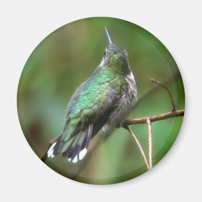 Humm, Taking a Rest Magnet (Front)