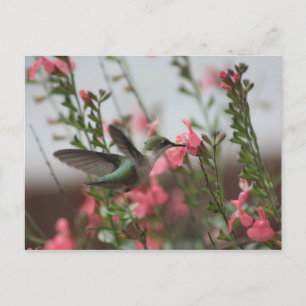 Hummer in the Summer II Postcard