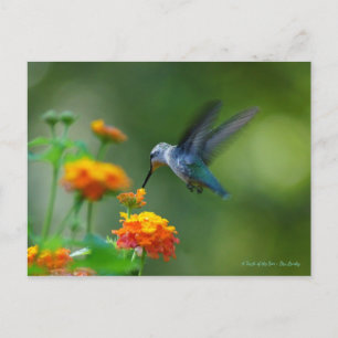 Hummer of a Hummingbird! Postcard