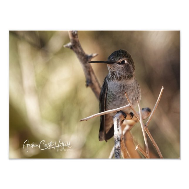 Hummer Photo Print (Front)
