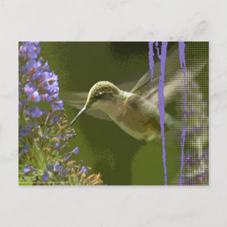 Humming Bird Harmony Postcard