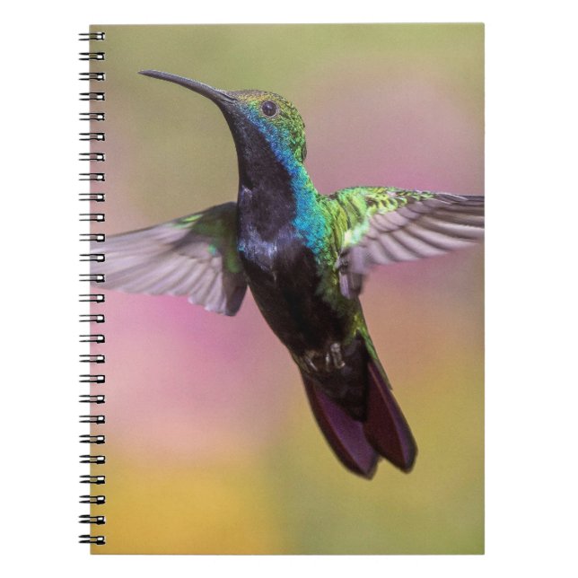 Humming Bird  Notebook (Front)