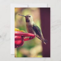 Humming Bird on Feeder