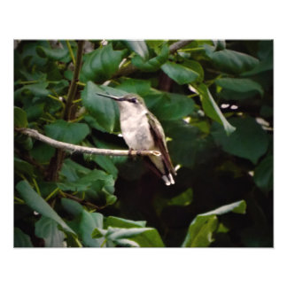 Humming bird photo print