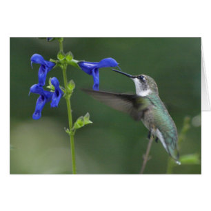 Humming Bird salvia sapphire blue 2