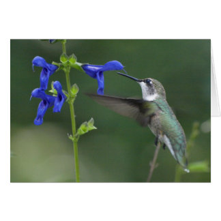 Humming Bird salvia sapphire blue 2