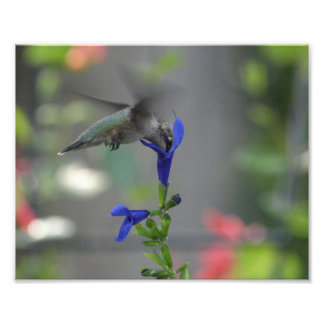 Humming Bird salvia sapphire blue print