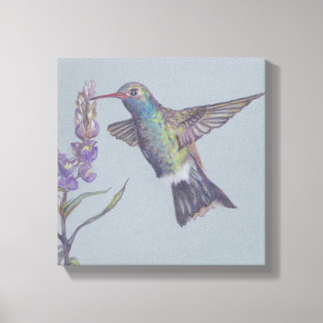 Humming Bird Stretched Canvas Print (Front)