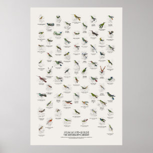 Humming-Birds - Naturalist's Library Poster