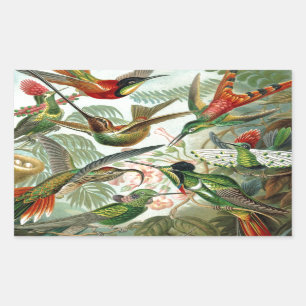 Humming Birds Paradise art Rectangular Sticker