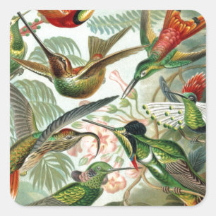Humming Birds Paradise art Square Sticker