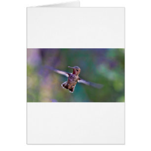 Hummingbird
