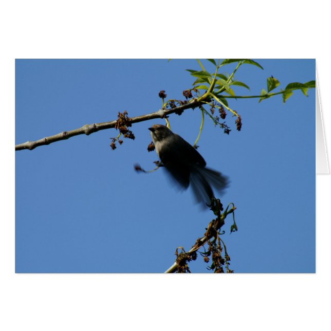 Hummingbird (Front Horizontal)