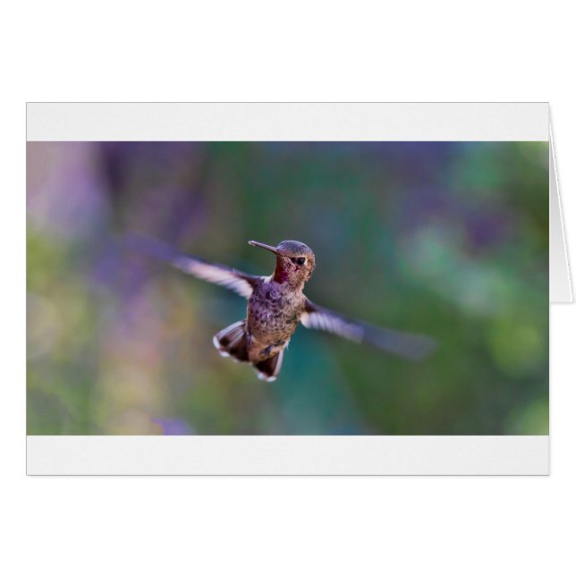 Hummingbird (Front Horizontal)