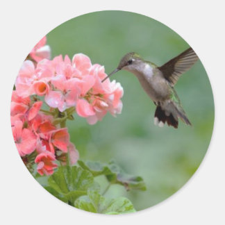 hummingbird 2.jpg classic round sticker