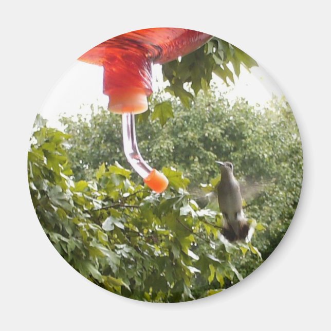 Hummingbird 2, Magnet (Front)