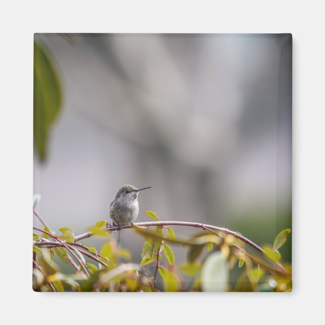 Hummingbird 3346 magnet (Front)