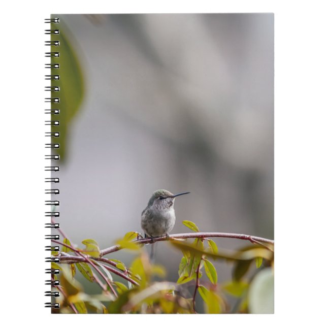 Hummingbird 3346 notebook (Front)