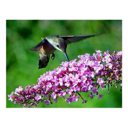 Hummingbird 4 postcard