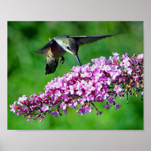 Hummingbird 4 poster