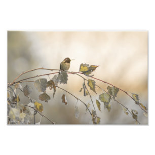 Hummingbird 5265 photo print