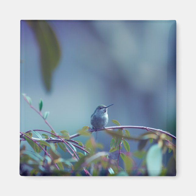 Hummingbird 5738 magnet (Front)