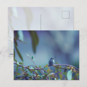 Hummingbird 5738 postcard