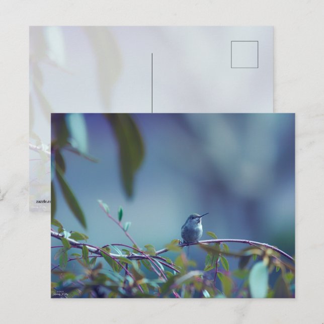 Hummingbird 5738 postcard (Front/Back)