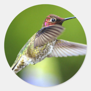 Hummingbird (5) classic round sticker