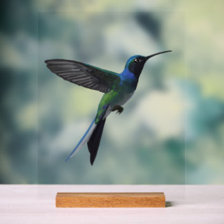 Hummingbird Acrylic Sign