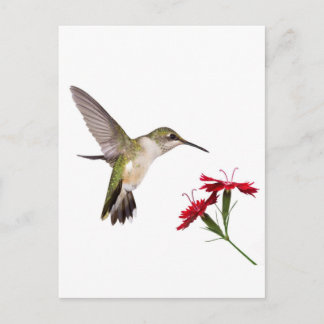 Hummingbird and a Red Dianthus Postcard