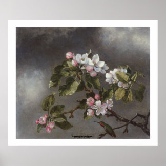 Hummingbird and Apple Blossoms Martin J. Heade Poster